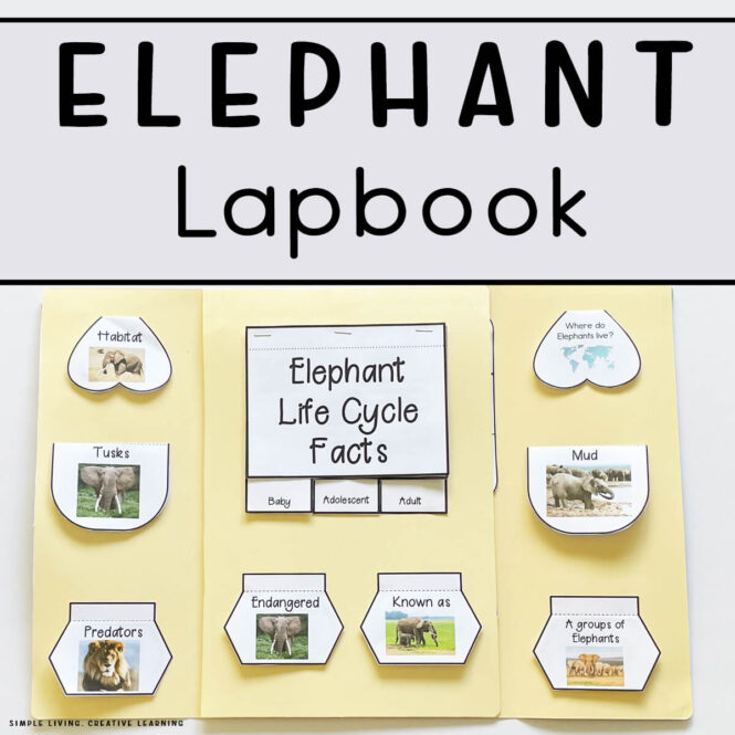 Elephant Lapbook inside page
