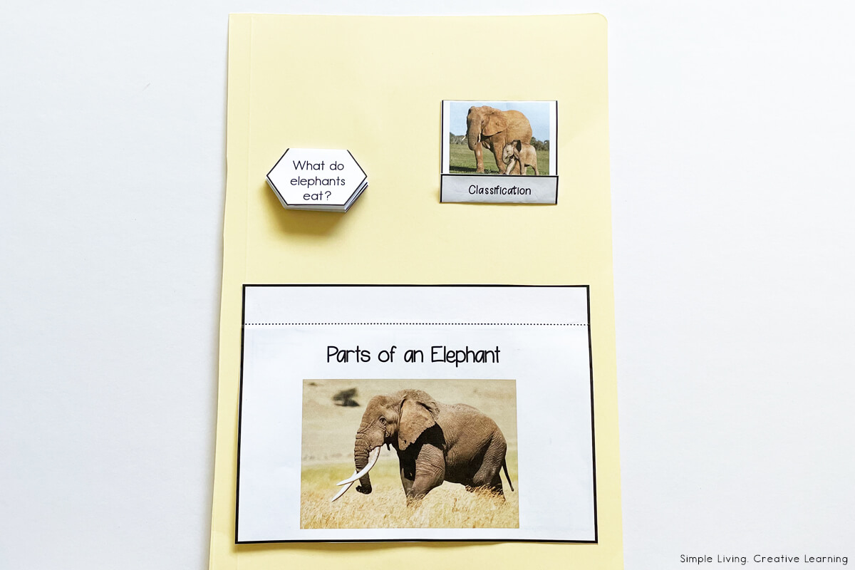 Elephant Lapbook under flap inside pages