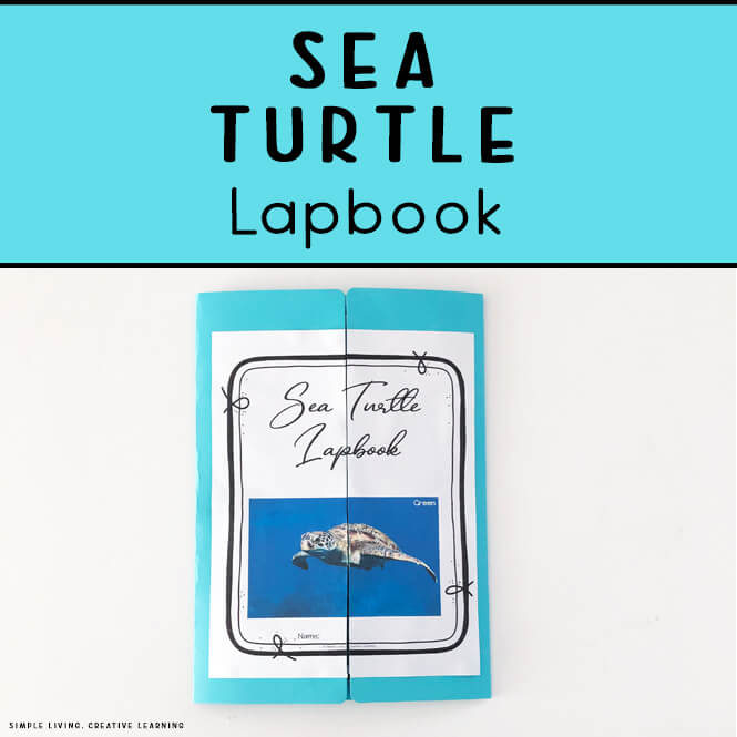 Sea Turtle Lapbook
