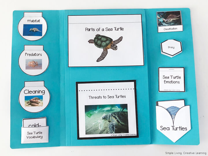 Sea Turtle Lapbook Inside Pages