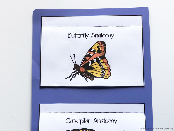 Butterfly Lapbook Anatomy Flap