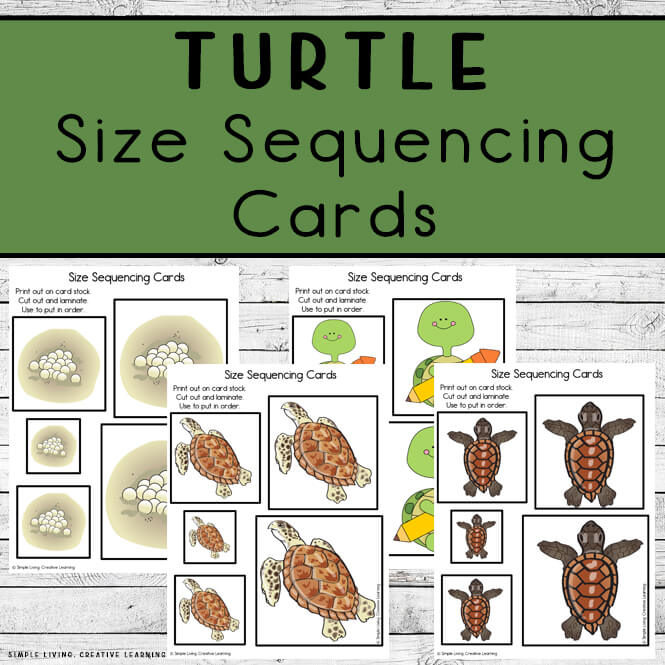 Turtle Size Sequencing Cards