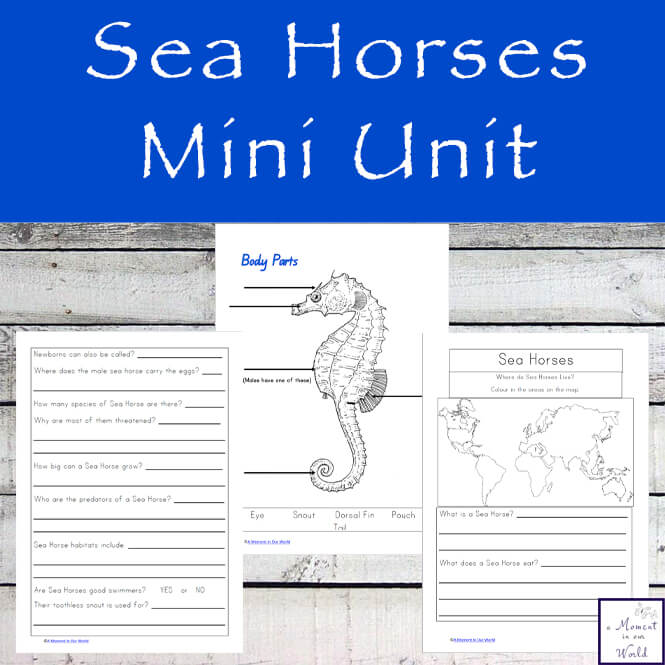 Learn about these incredible creatures that are able to propel themselves by using the small fin on their back while completing this Sea Horse Mini Unit