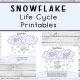 Snowflake Life Cycle Activity