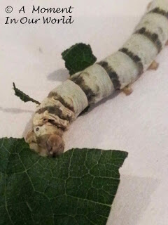 This Silkworm unit is a great way to learn about silkworms and goes great alongside rising your own silkworms.