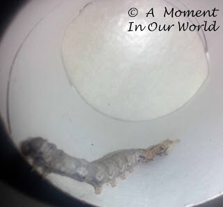 This Silkworm unit is a great way to learn about silkworms and goes great alongside rising your own silkworms.
