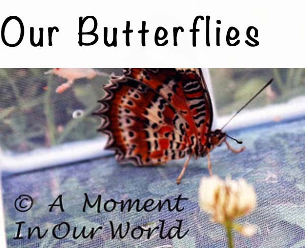Our Butterflies