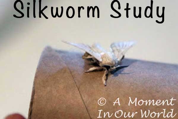 Silkworm Study a