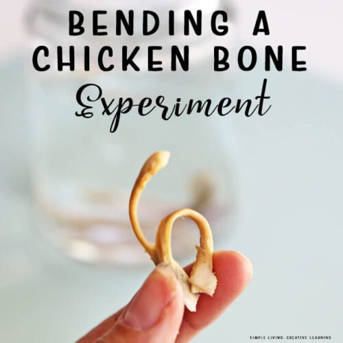 Bending a Chicken Bone Science Experiment
