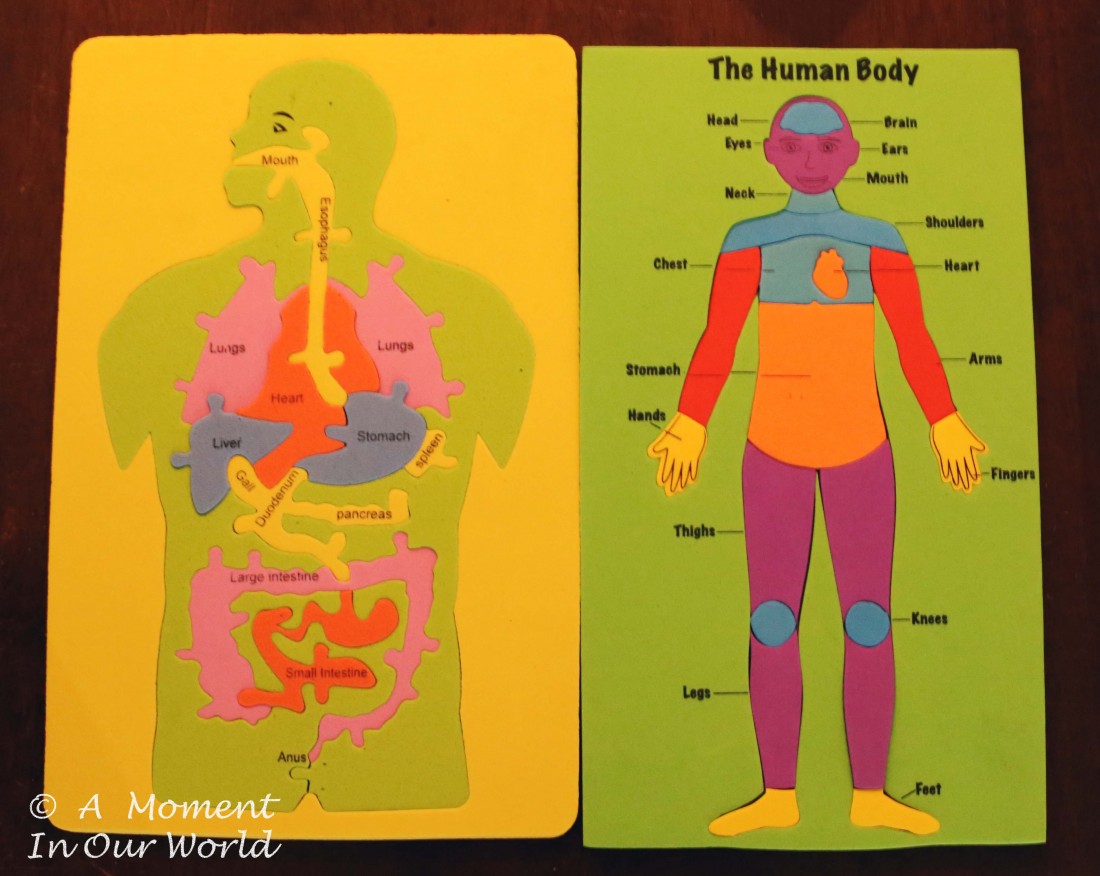 The Human Body Puzzles