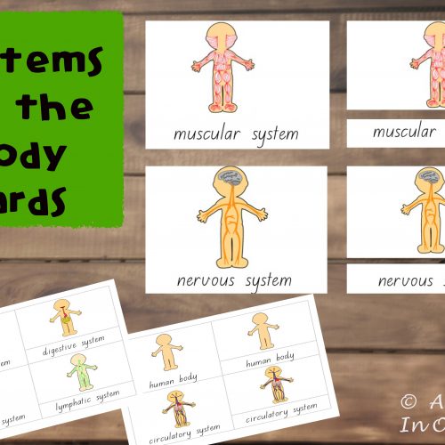 Learn about the human body system with these vocabulary cards.