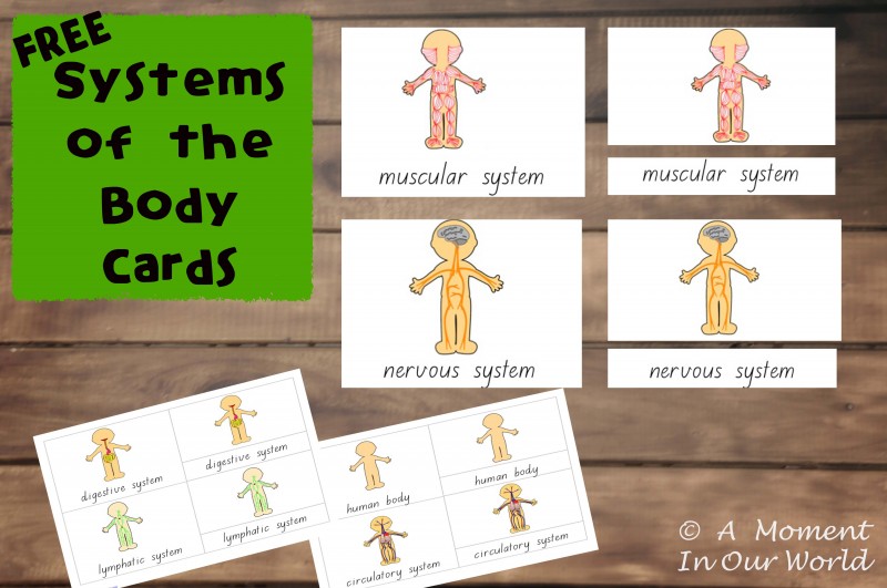 Human Body ~ Body Parts - Simple Living. Creative Learning