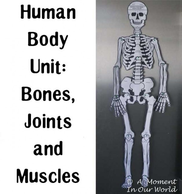 Human Body Unit Bones Joints and Muscles
