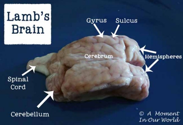 Lambs Brain