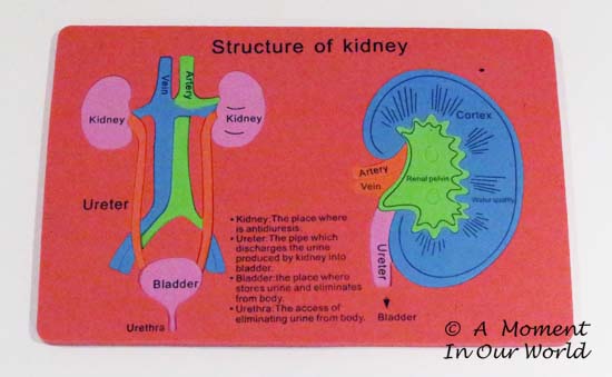 Kidney 2