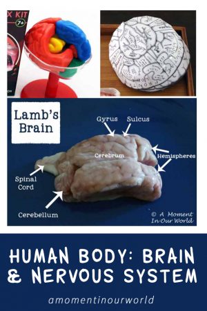 Human Body: Brain and Nervous System - Simple Living. Creative Learning