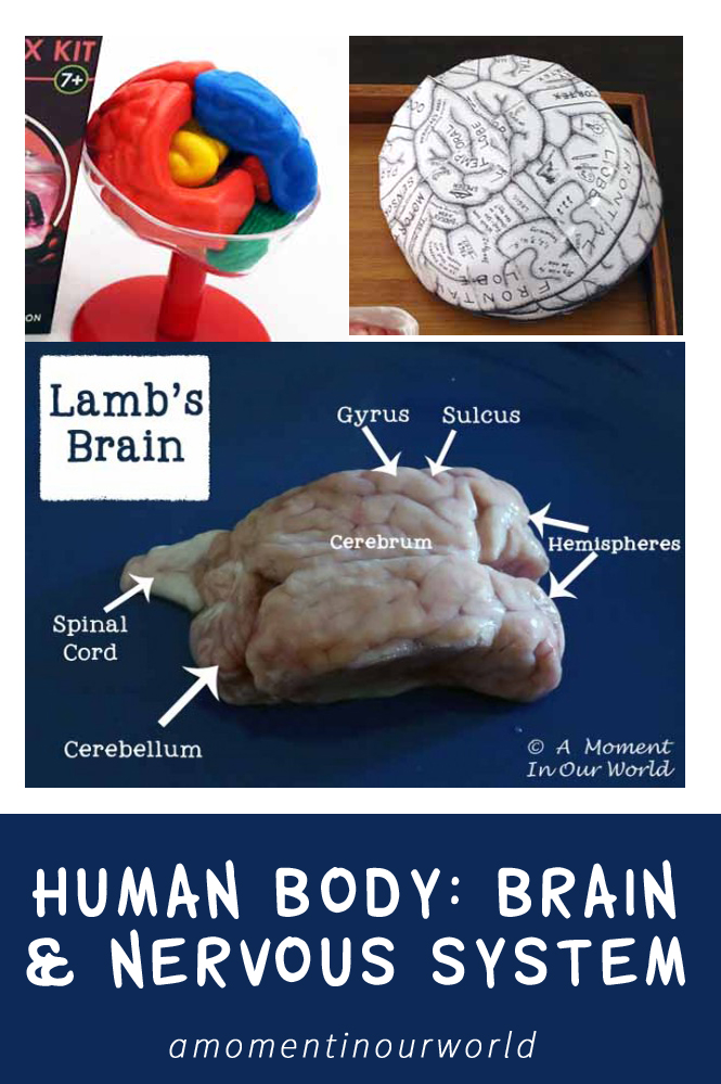 Learn about the brain and nervous system with these fun activities.