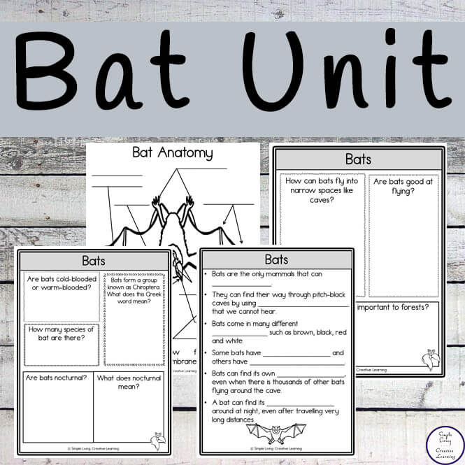 This Bat study contains pages on seven different bats such as the Bumblebee Bat, the California Leaf-Nosed Bat, the Vampire Bat and the Spotted Bat.