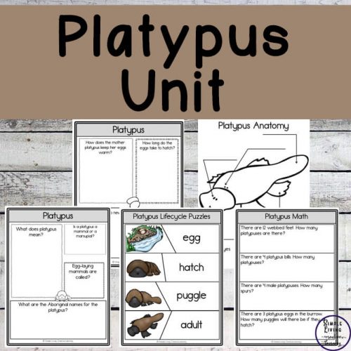 The platypus is one of Australia's most unique animals. This Platypus Unit will help children learn more about the life cycle of the platypus.