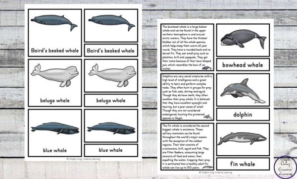 Free Printable Whale Cards - Simple Living. Creative Learning