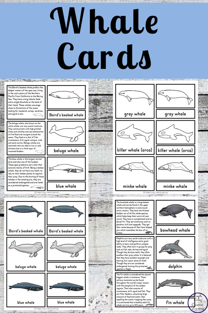 Kids will love learning about thirteen different species of whales with these sets fun whale cards ~ 3-part cards and information cards.