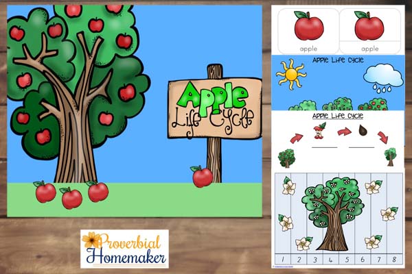 Apple Life Cycle Printables - Simple Living. Creative Learning
