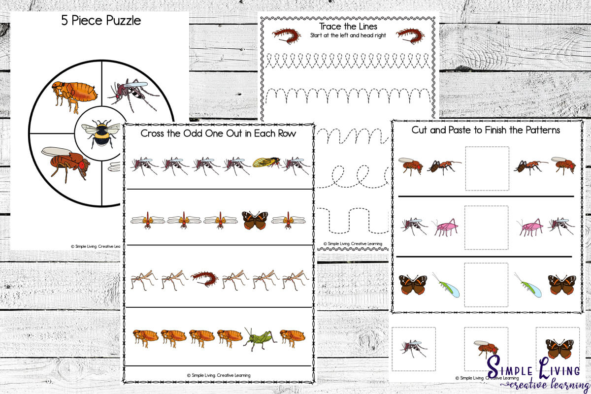 Bug Printables activity pages