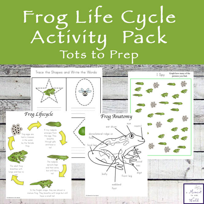 Frog Life Cycle Activity Pack