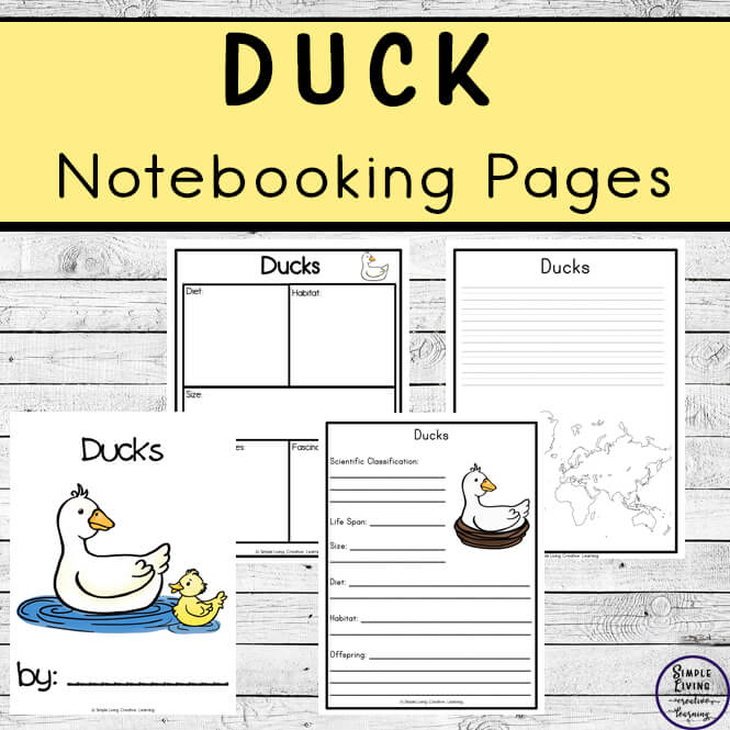 duck notebooking pages