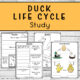Duck Life Cycle Study four pages