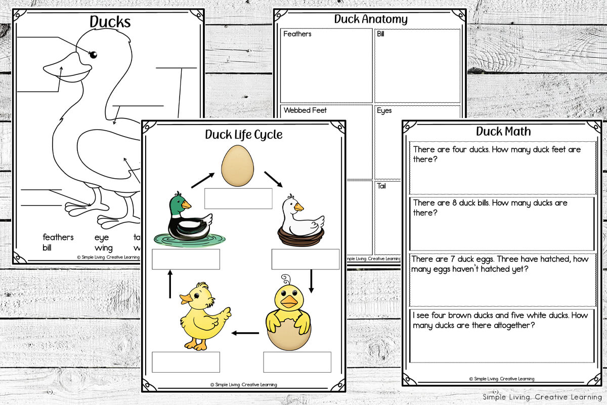 Duck Life Cycle Study life cycle pages