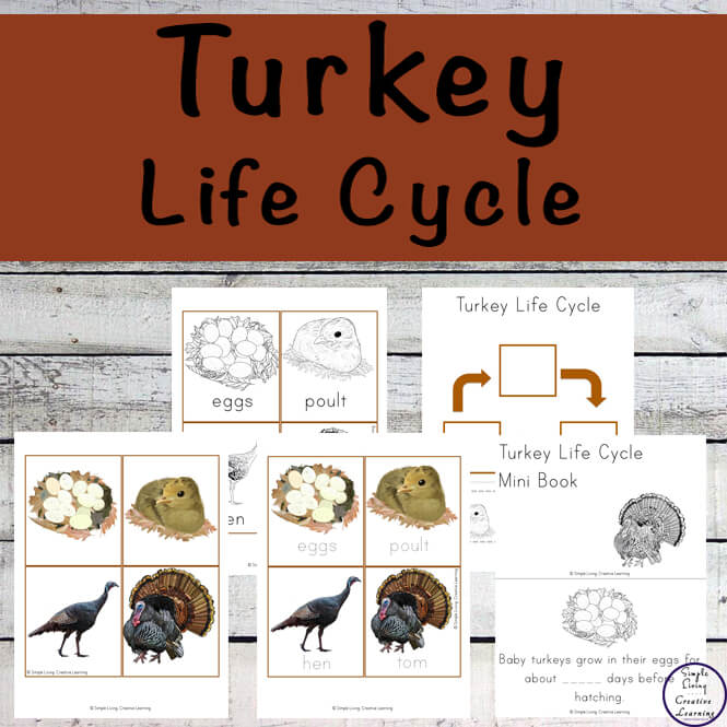 Interested in learning about the Turkey Life Cycle? Then this is a good printable pack to start with.