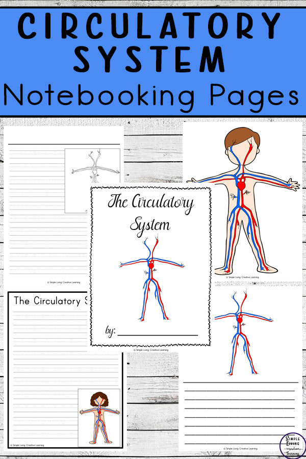 Circulatory System Notebooking Pages