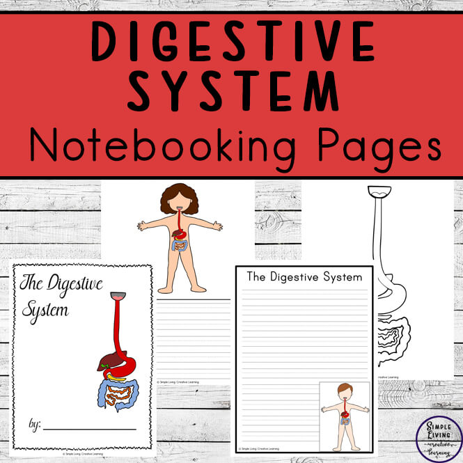 Digestive System Notebooking Pages