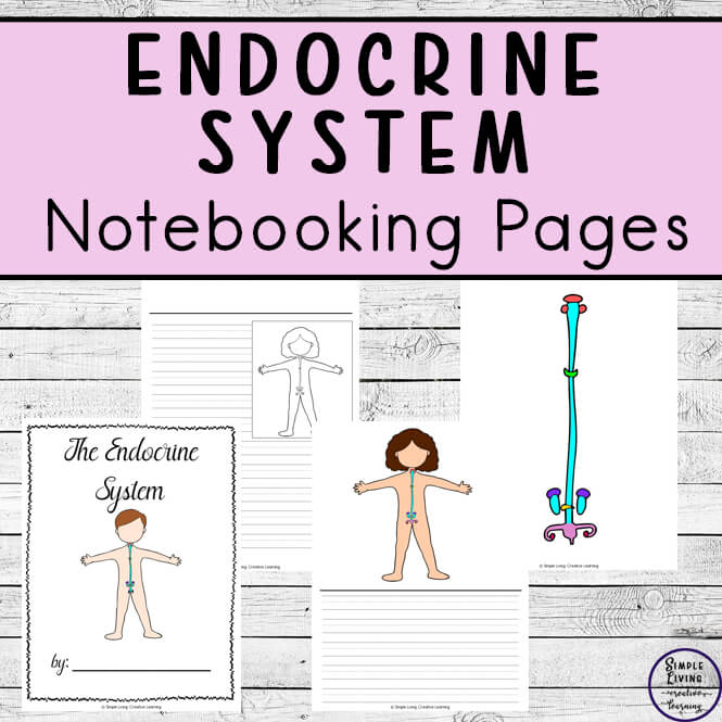 Endocrine System Notebooking Pages