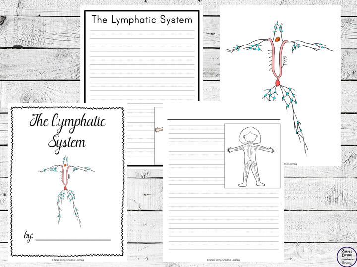 Lymphatic System Notebooking Pages