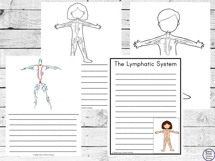 Lymphatic System Notebooking Pages