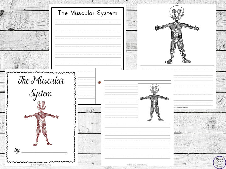 Muscular System Notebooking Pages