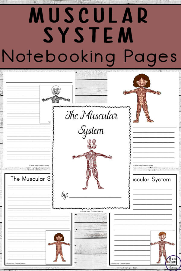 Muscular System Notebooking Pages