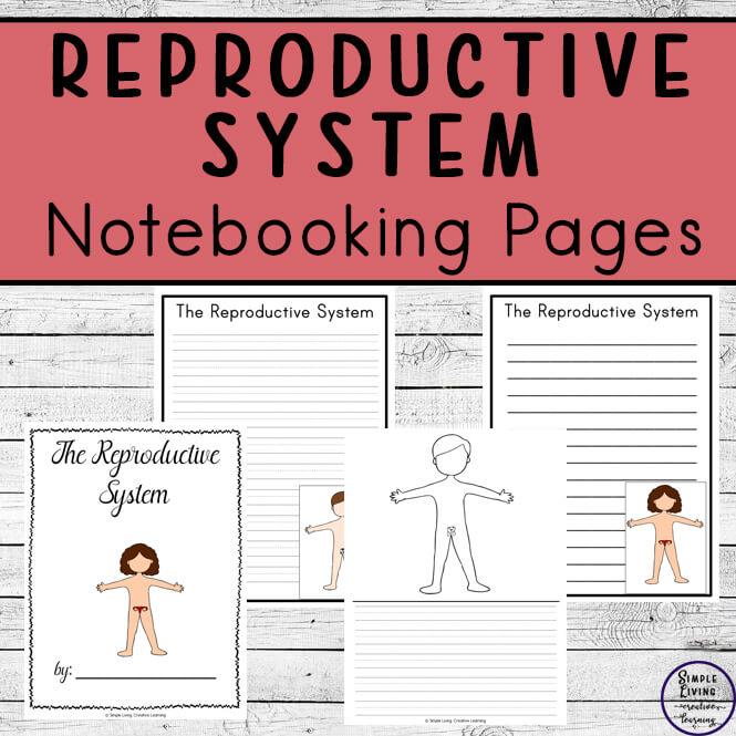 Reproductive System Notebooking Pages