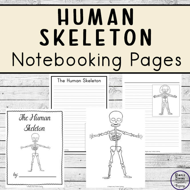 Human Skeleton Notebooking Pages