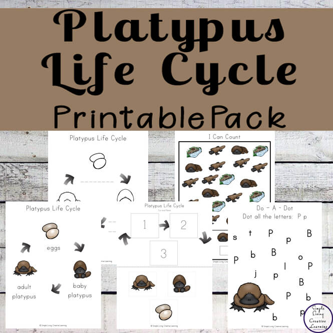 The platypus is one of Australia's most unique animals. This Platypus Printable Pack is aimed at children ages 2 - 9 and will help them learn more about the life cycle of the platypus.