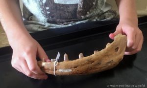 Australian Megafauna Study - Simple Living. Creative Learning