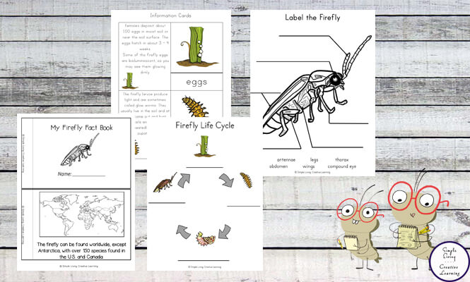 Children will love reading How to Survive as a Firefly while completing the activities in this Firefly Life Cycle Printable Pack, learning lots about these creatures, their habitat and their prey.