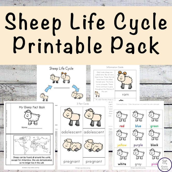 Sheep Life Cycle Printable Pack