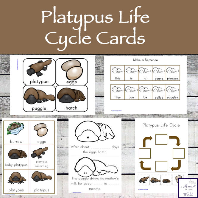 Learn about the Platypus Life Cycle with this printable pack aimed for children ages 2 - 9.