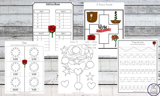 This Rose Life Cycle Printable Pack is a great way to learn more about these gorgeous flowers while working on math and literacy skills.