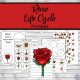 rose life cycle printables five pages