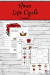 rose life cycle printables