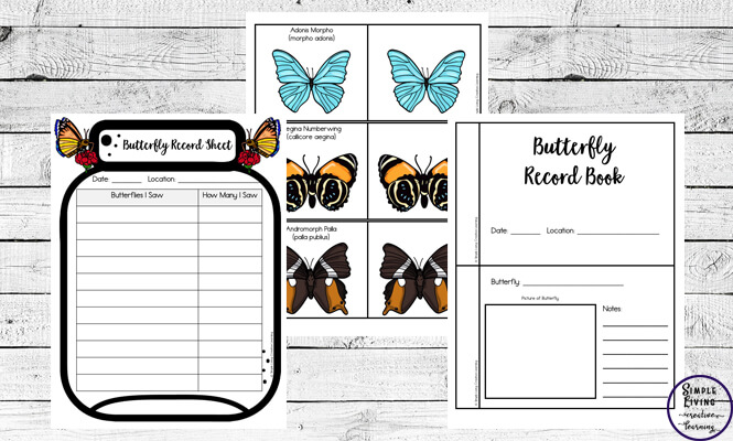 This butterfly Identification Pack can be used to identify butterflies in your area as well as when you are researching these lovely insects.